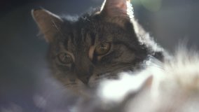 Portrait of a cat. 4K video 25 frames