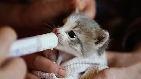 The little kitten is fed milk from a syringe.  video 25 frames