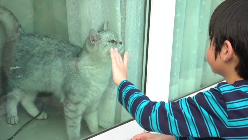 Asian child playing with british cat behind window  Royalty-Free Stock Footage #1025064950