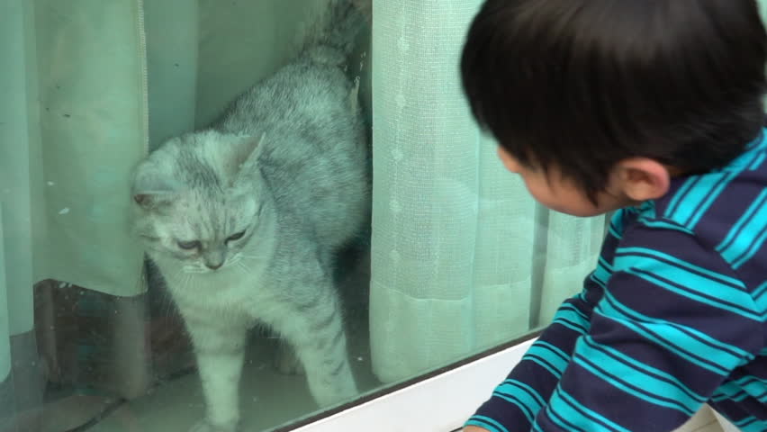 Asian child playing with british cat behind window  Royalty-Free Stock Footage #1025064953