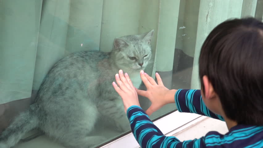Asian child playing with british cat behind window  Royalty-Free Stock Footage #1025064956