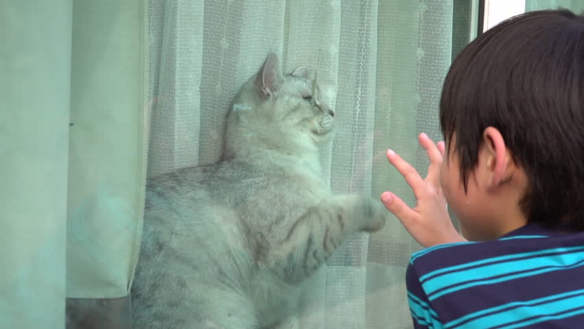 Asian child playing with british cat behind window  Royalty-Free Stock Footage #1025064959