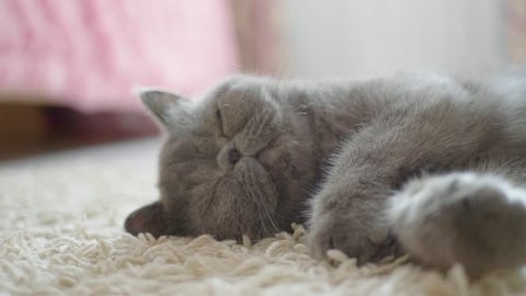 Sleeping grey cat in cat floor.