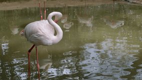Flamingo moving bite the neck