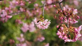 Flowers in spring series: Blossoms of Cherry flowers in small clusters on a cherry tree branch in breeze, zoom in video, close up view, 4K movie, slow motion.