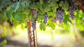 Cinemagraph video of grapes with bokeh. Gush Etzion, Israel