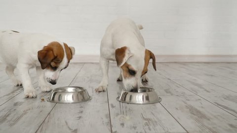 Two dogs eating food from bowl