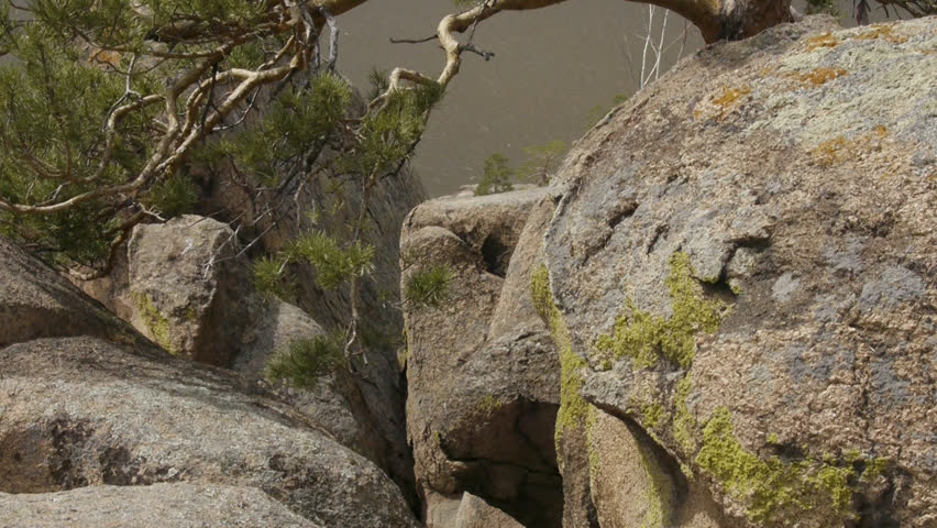 wild pines and birches grow on the harsh rocks and places of power of Buryatia