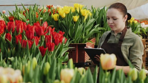 Pretty woman in an apron working with a digital tablet in a greenhouse among blooming tulips