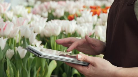 woman in an brown apron working with a digital tablet in a greenhouse among blooming tulips
