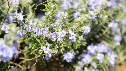 Bee drinking nectar from Rosemary flowers. Rosemary plant in flowers blooming in spring season. Rosemary herb with purple and blue flowers, close-up. Bushes of rosemary blossom. 