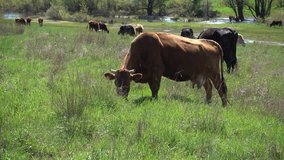 Cows grazing on the spring wilderness meadow near river. 4K stock video footage