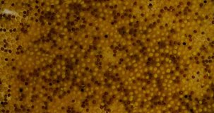 Dijon mustard sauce food Background abstract with copyspace 4K video