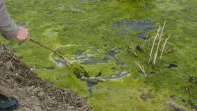 a swampy area filled with green algae,green seaweed hd video,