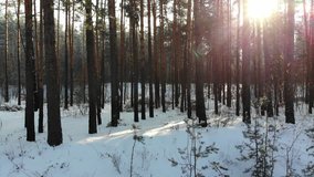 Stock 4k video footage from the air over a snowy pine forest with a beautiful light from the sun. Aerial view. Winter in the forest. The camera rises smoothly from the bottom up along the tree trunks