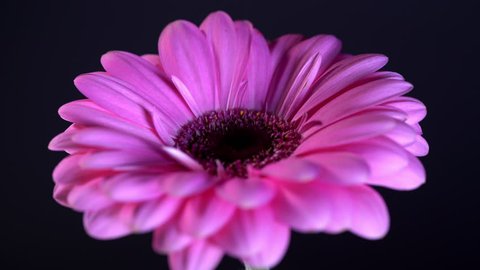 Pink magenta gerbera flower with water drops rotating on black isolated background. Beautiful single blooming gerbera. Daisy is flower of Asteraceae family. 4k.