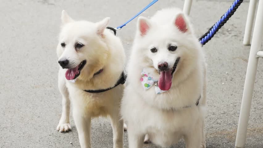 2 Japanese Spitz Chilling Stock Footage Video 100 Royalty Free Shutterstock
