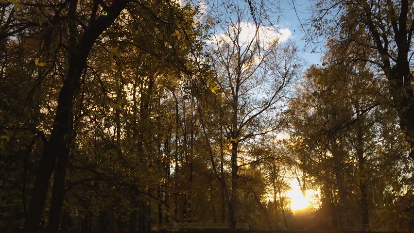 Sunset in the autumn forest