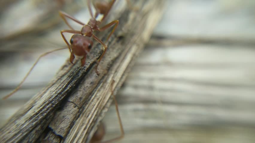Semut rangrang - The ants lookinh for food for the colony