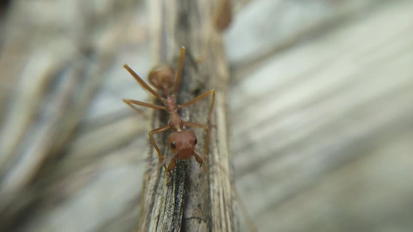 Semut rangrang - The ants lookinh for food for the colony