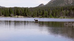 Wild Colorado Elk Walking Through a Mountain Lake 11