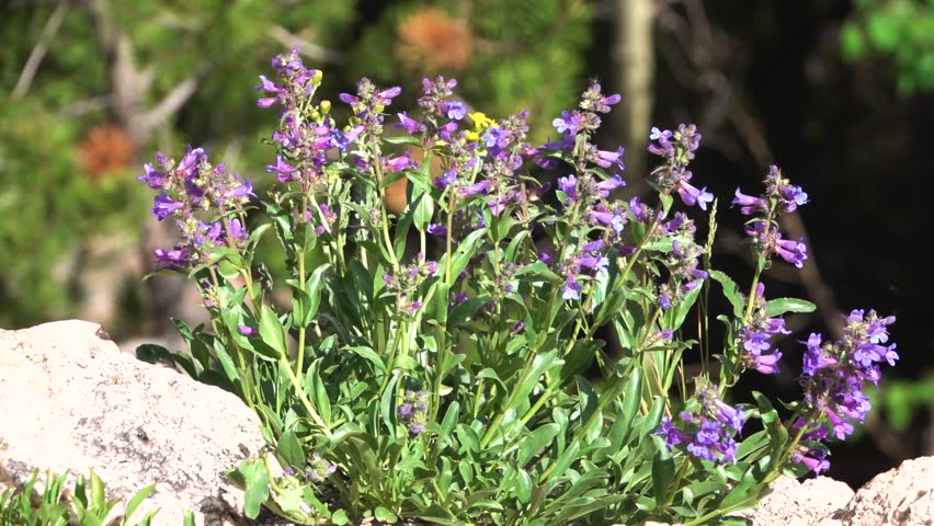 Wild Flowers in Colorado 08
