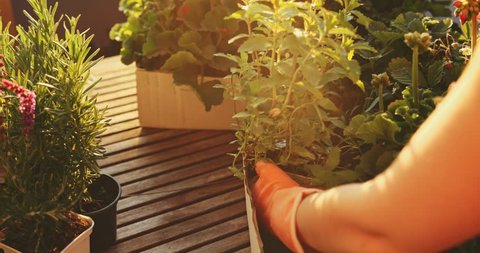 Woman Gardening Outdoors. SLOW MOTION. Female Hands getting ready to plants flowers and herbs on garden, patio or balcony wooden table. Gardening Outdoors, Lens Flare.