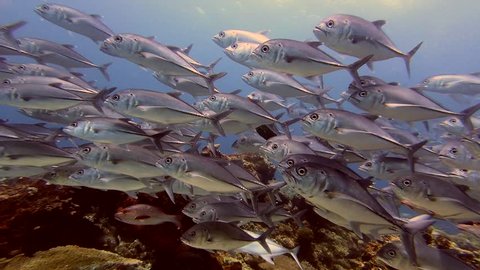 Schooling Big Eye Trevally with natural lights in shallow water. Scuba diving scene with schooling fish in Raja Ampat, Indonesia.