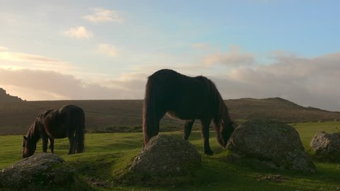 Wide shot of a Dartmoor Sunset with two Dartmoor ponies grazing next to some dug in granite stones and boulders. Blissful and quaint shot of UK wildlife.
