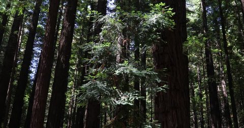 Redwood Forest Sequoia Plants, Native to the United States, Warburton National Park