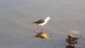 Black winged Stilt bird hunting small fishes and eating soft grass from lake water I Black winged Stilt bird stock video