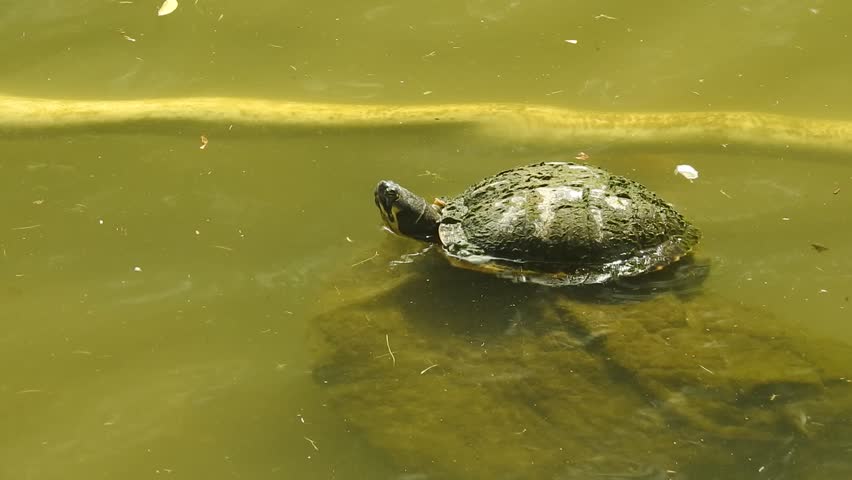 Turtle sunbathing with Koi fishes (Japanese Carp) swimming at the Byodo Inn Temple in Kaneohe on the island of Oahu,Hawaii.