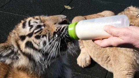 Feeding two small lion and tiger cubs with a bottle of goat's milk