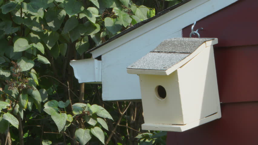 Bird flying into birdhouse while another bird lands on roof