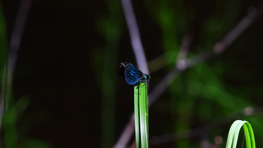 Beautiful damselfly male drying his wings on a swaying blade of grass.
