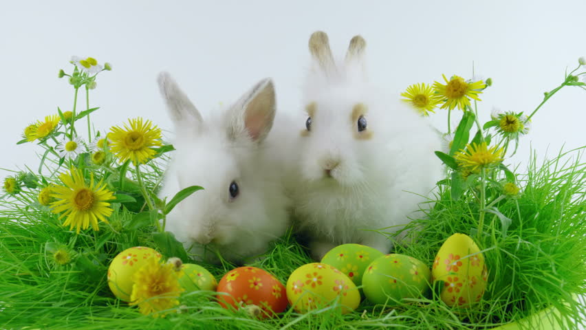 Couple of Easter bunnies and colorful eggs, eating grass, shows tongue, green grass with flowers, looped footage Royalty-Free Stock Footage #1025123285
