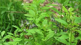 Group of Blue Tiger butterflies on a plant