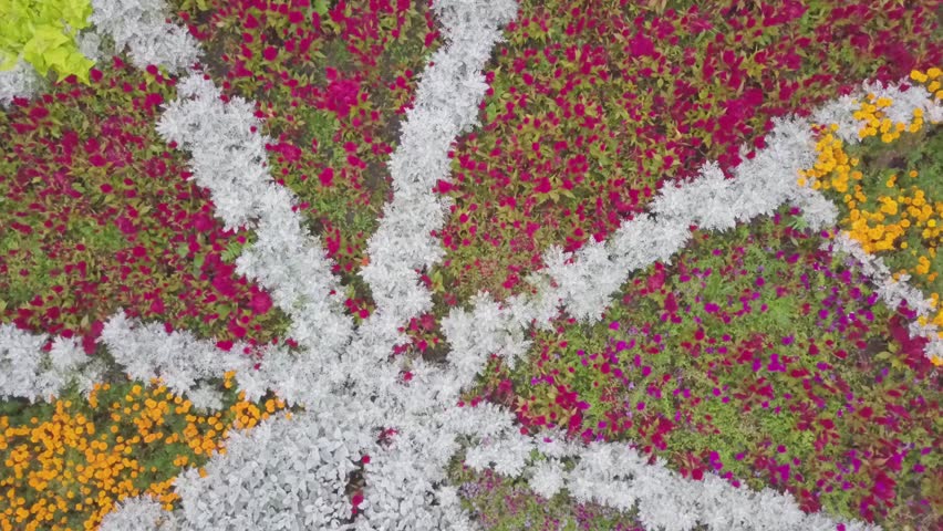 Camera Zooming Out of Gorgeous Maple Leaf made of Bushes in Canada, Vancouver