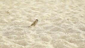 Several cheerful brown sparrows searching for food on sandy summer beach. Real time 4k video footage.