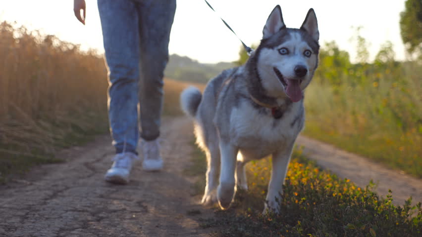 how to stop a husky from pulling