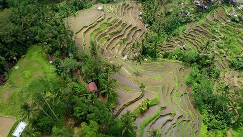 Tegallalang Rice Terraces near Ubud, Bali. Aerial 4k footage