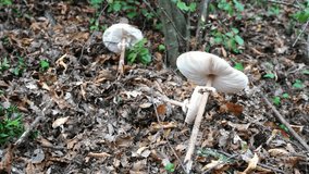 4K clip, picking mushrooms into the wild