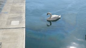Swans swimming on the colorful oil stained water. Oil spill in the sea. Oil leaking from boats in harbour. Group of swan birds swimming in polluted water. Contaminated water. Natural disaster.Spillage