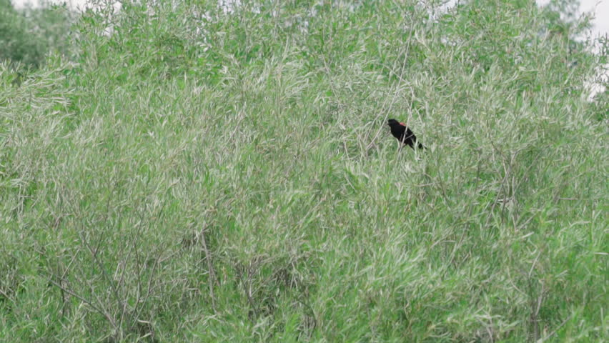 Red Winged Blackbird flies between trees in the Big Sky Country of Montana.