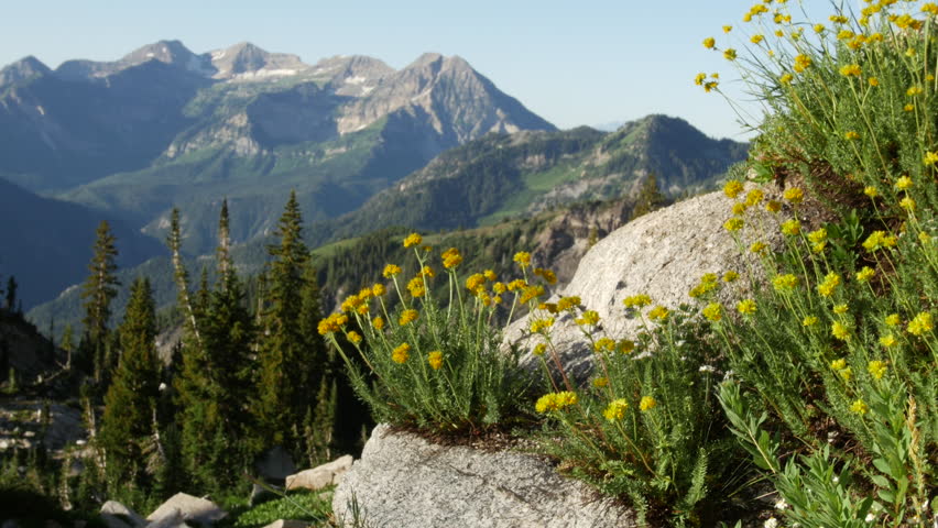 Yellow wildflowers grow in the crack of a mound of granite in the mountains of Utah.