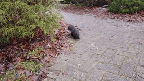 Squirrel Moving Through Park