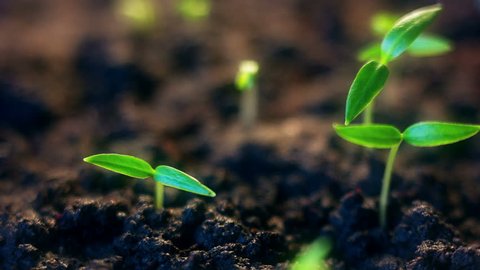 Plants Growing Time Lapse Stock Footage Video 100 Royalty Free 9214631 Shutterstock