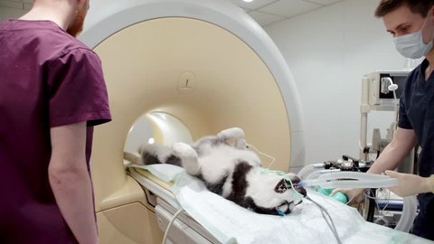 Vet doctor and his assistant turning un mri machine to examine dog with endotracheal tube