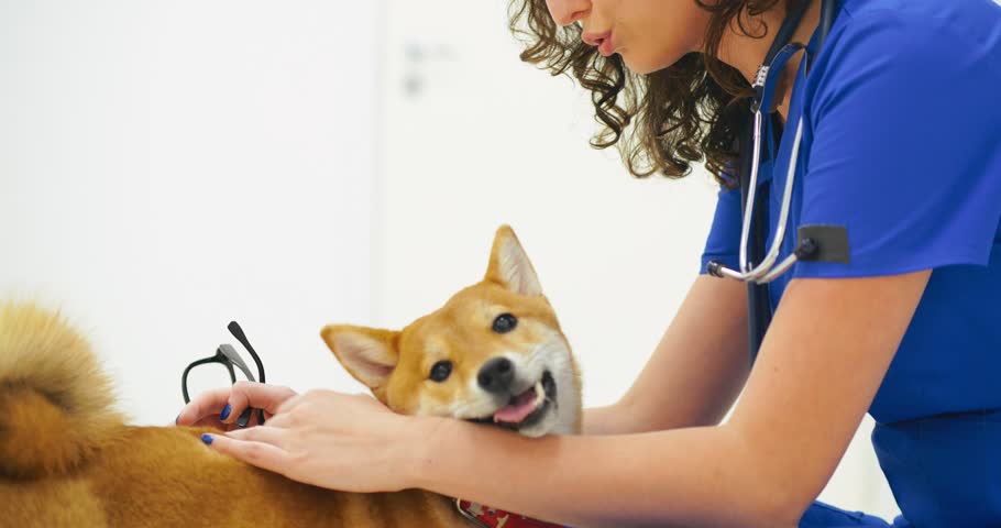 Female veterinarian stroking cute shiba inu dog sitting in squats in vet clinic after medical examination | Shutterstock HD Video #1025171735