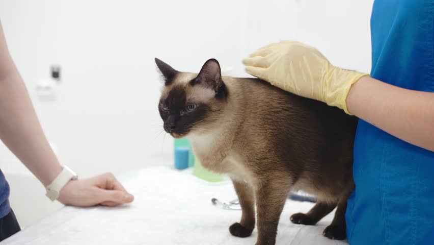 cat undercoat removal